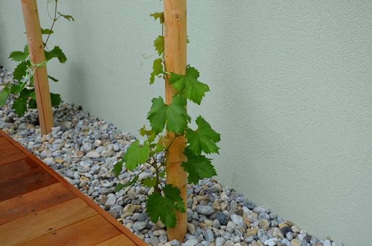 palisada-drewniana-z-rosnaca-roslina